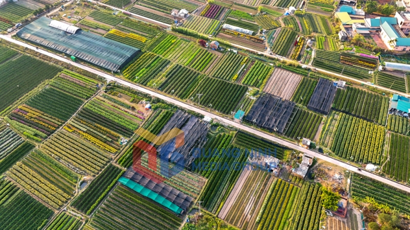 2025-01_Đồng Chè có những ruộng hoa rực rỡ sắc màu tựa như một bức tranh. Ảnh Hùng Sơn
