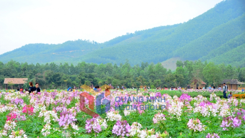 Thiên đường hoa Quảng La ngút tầm mắt chỉ hoa và hoa. Ảnh: Hà Phong
