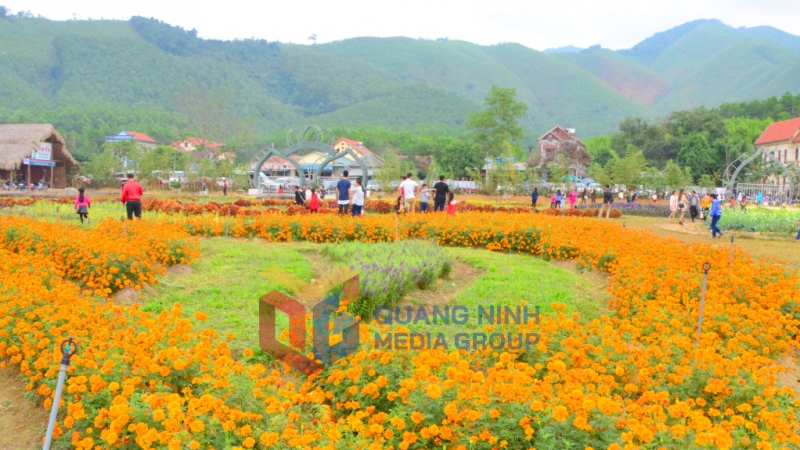 Những luống cúc vàng rực đặc trưng tại Thiên đường hoa Quảng. Ảnh: Hà Phong