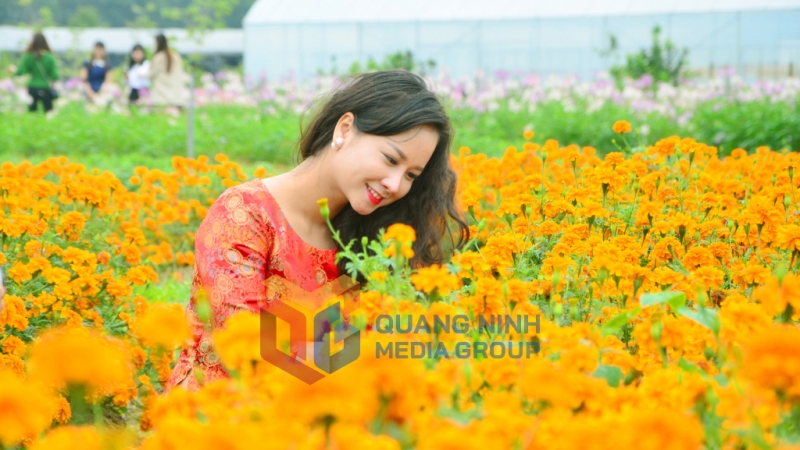 Thiếu nữ làm dáng bên vườn cúc thơ mộng tại Thiên đường hoa Quảng La. Ảnh: Hà Phong