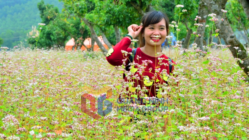 Với vẻ đẹp quyến rũ, các ruộng tam giác mạch tại Thiên đường hoa Quảng La, luôn thu hút sự quan tâm của các bạn trẻ. Ảnh: Hà Phong
