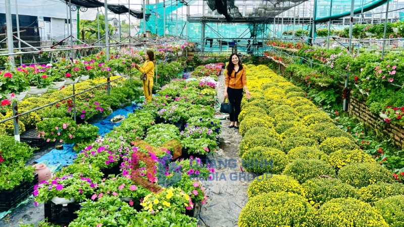 2024-01_Làng hoa Đồng Chè, phường Hoành Bồ. Ảnh: Minh Đức