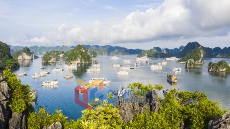 Những con tàu trắng trên Vịnh Hạ Long (2-2025). Ảnh: Đỗ Giang