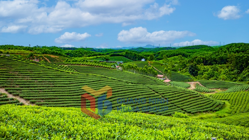 Đồi chè Đường Hoa, Hải Hà. Ảnh: Cấn Đình Loan