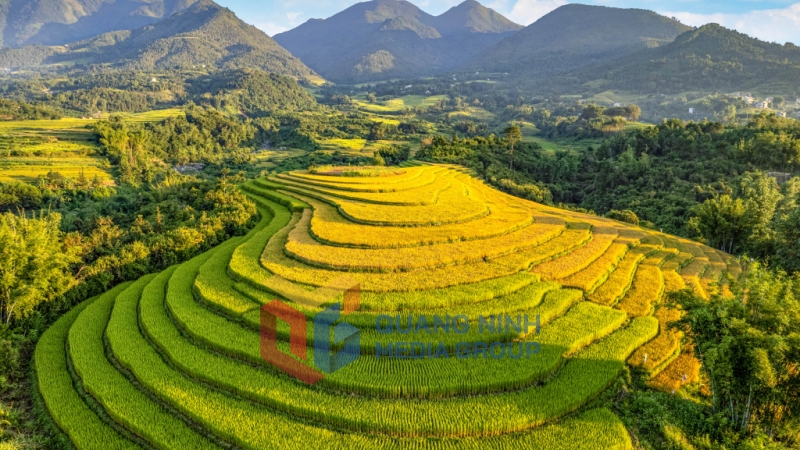 Mùa vàng Bình Liêu. Ảnh: Trương Mạnh Hùng