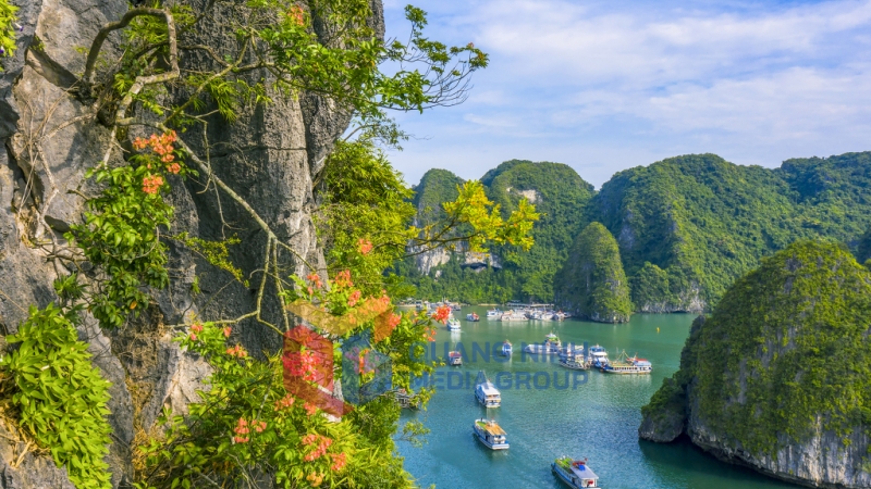 Hoa bông mộc nở trên vịnh. Ảnh: Đỗ Giang.