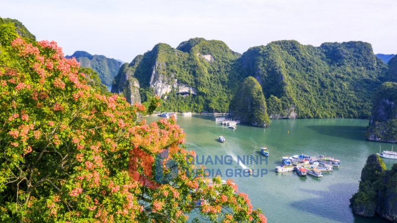 Hoa bông mộc nở trên vịnh. Ảnh Đỗ Giang