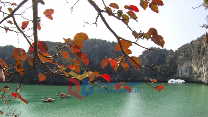 Du khách vừa được tận hưởng không gian thanh bình của biển, vừa ngắm vẻ đẹp mùa lá đỏ khi tham quan Làng chài Vung Viêng. Ảnh: Đỗ Giang