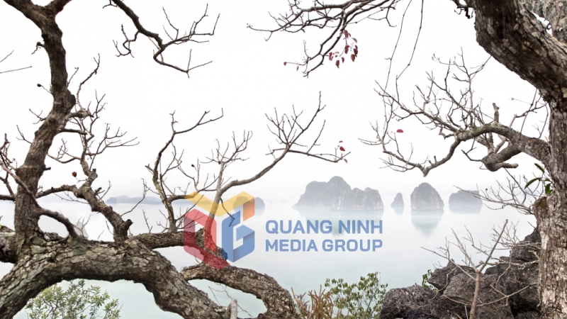 Những cây sộp già kiêu hãnh vươn mình giữa biển trời Hạ Long. Ảnh: Đỗ Giang
