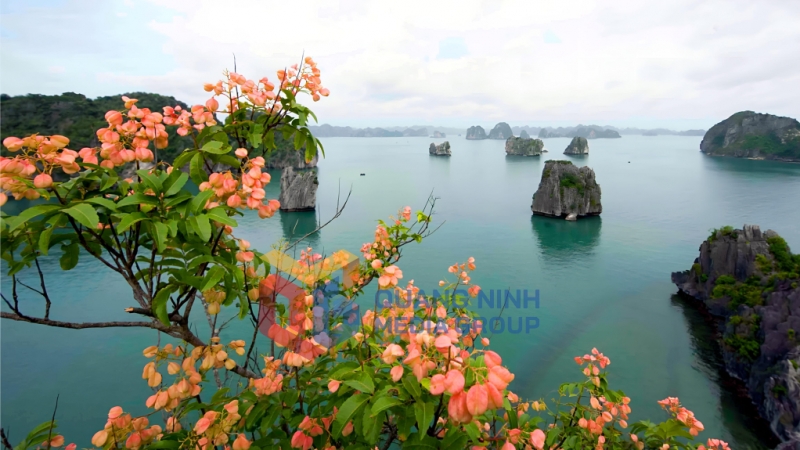 Cây bông mộc trên Vịnh Hạ Long. Ảnh: Hà Phong