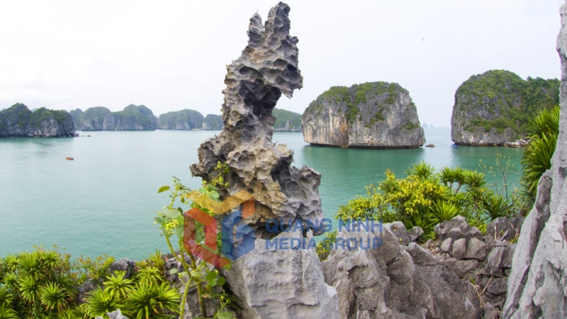 Sự sống nhô lên từ đá. Ảnh: Đỗ Giang