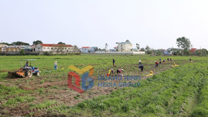 Nông dân xã Hải Đông (TP Móng Cái) thu hoạch khoai tây (3-2025). Ảnh: Hữu Việt