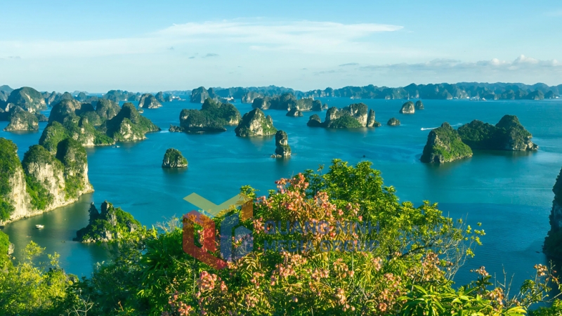 Mùa hoa Bông Mộc nở rực rỡ vào giữa tháng 7 đến cuối tháng 8. Ảnh: Đỗ Giang