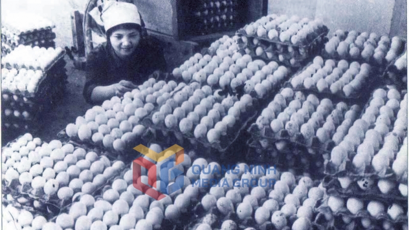 Trại gà Đông Thọ (huyện Đông Triều) cung cấp nhiều trứng và gà thịt góp phần cải thiện đời sống công nhân mỏ (Năm 1973). Ảnh: Tư liệu