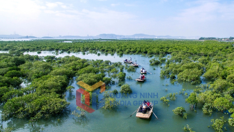 Rừng ngập mặn TP Hạ Long (6-2025). Ảnh: Đỗ Giang