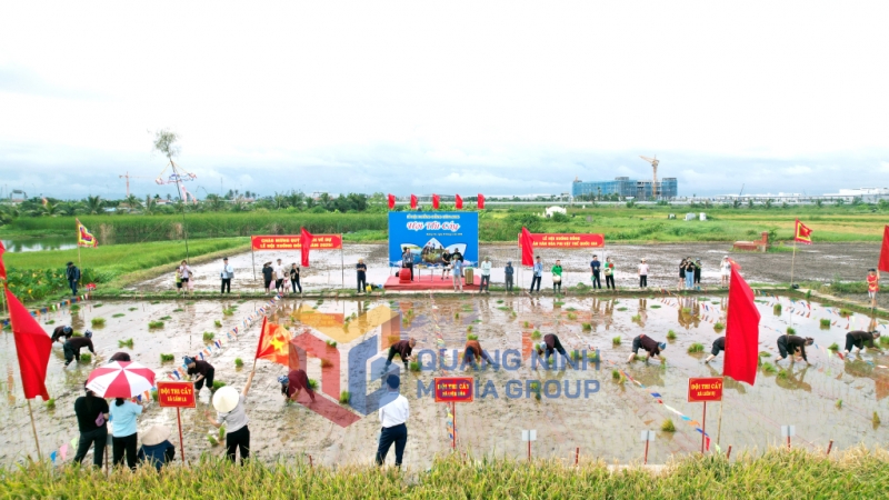 2025-06_Lễ hội Xuống đồng năm 2025 - Rộn ràng hội thi cấy trên khoảng ruộng trước cửa đình Cốc. Ảnh: Chu Tuân