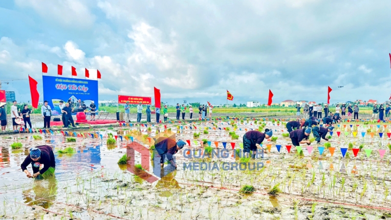 Hội thi cấy tổ chức tại khu vực ruộng trước cửa đình Cốc, có sự tham gia của đại diện các phường (7-2025). Ảnh: Chu Linh