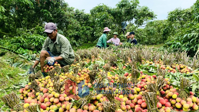 2025-07_Vùng trồng vải chín sớm Phương Nam thắng lợi về giá bán, nông dân phấn khởi thu hoạch. Ảnh: Hải Hà