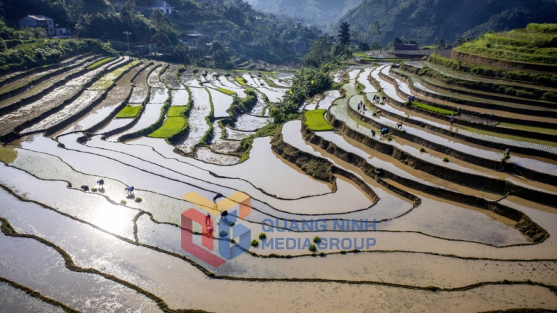 Cánh đồng thôn Khe Ngàn trong nắng sớm (8-2025). Ảnh: Dương Phượng Đại (CTV)