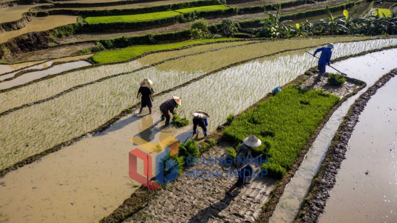 Gieo mạ trên ruộng bậc thang là một kinh nghiệm để đón nước về đồng cho kịp mùa cấy (8-2025). Ảnh: Dương Phượng Đại (CTV)