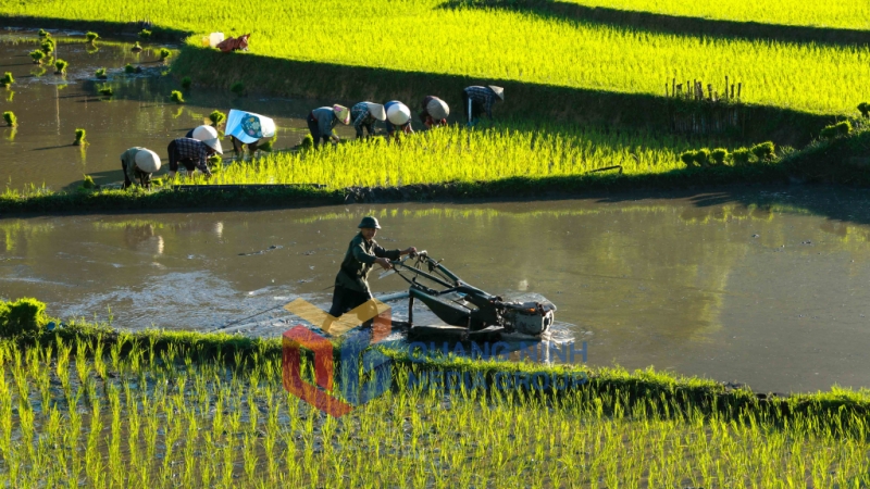 Người cày người cấy nhịp nhàng cho kịp thời gian (8-2025). Ảnh: Dương Phượng Đại (CTV)