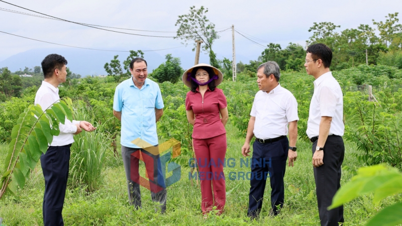 Đồng chí Vũ Đại Thắng, Ủy viên Trung ương Đảng, Bí thư Tỉnh ủy, Trưởng Đoàn ĐBQH tỉnh, kiểm tra mô hình trồng cây na tại xã Đầm Hà (8-2025). Thu Chung