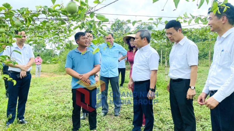 Đồng chí Vũ Đại Thắng, Ủy viên Trung ương Đảng, Bí thư Tỉnh ủy, Trưởng Đoàn ĐBQH tỉnh, cùng đoàn công tác của tỉnh kiểm tra mô hình trồng chanh leo tại hộ anh Đinh Văn Định (8-2025). Thu Chung