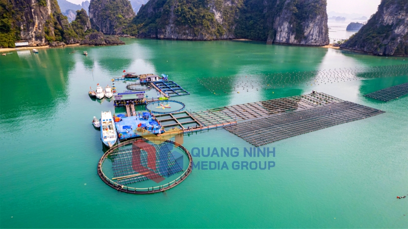 Mô hình trang trại trồng rong kết hợp nuôi hàu Thái Bình Dương và du lịch trải nghiệm tại đảo Phất Cờ (đặc khu Vân Đồn) (8-2025). Ảnh: Hoàng Nga