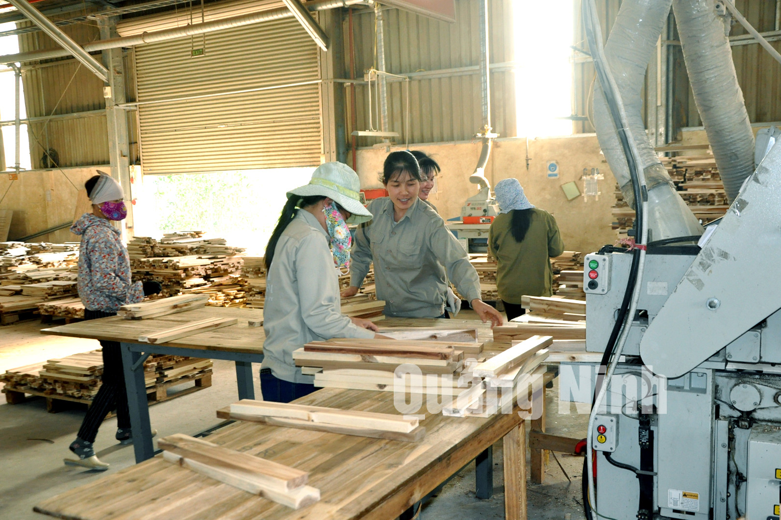 Sản xuất ván gỗ ghép thanh. Ảnh: Hữu Việt
