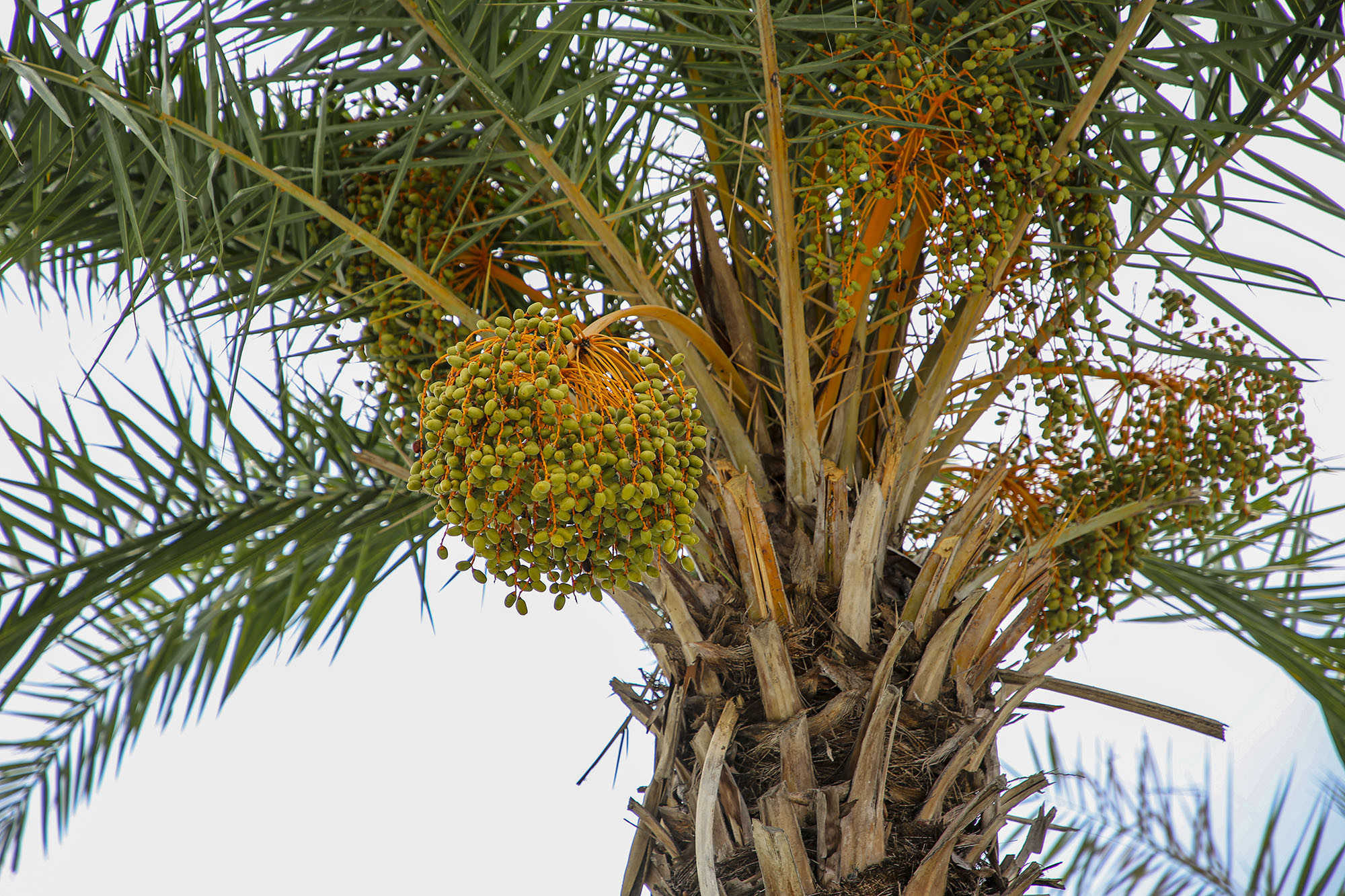 Immature palm fruits are green.