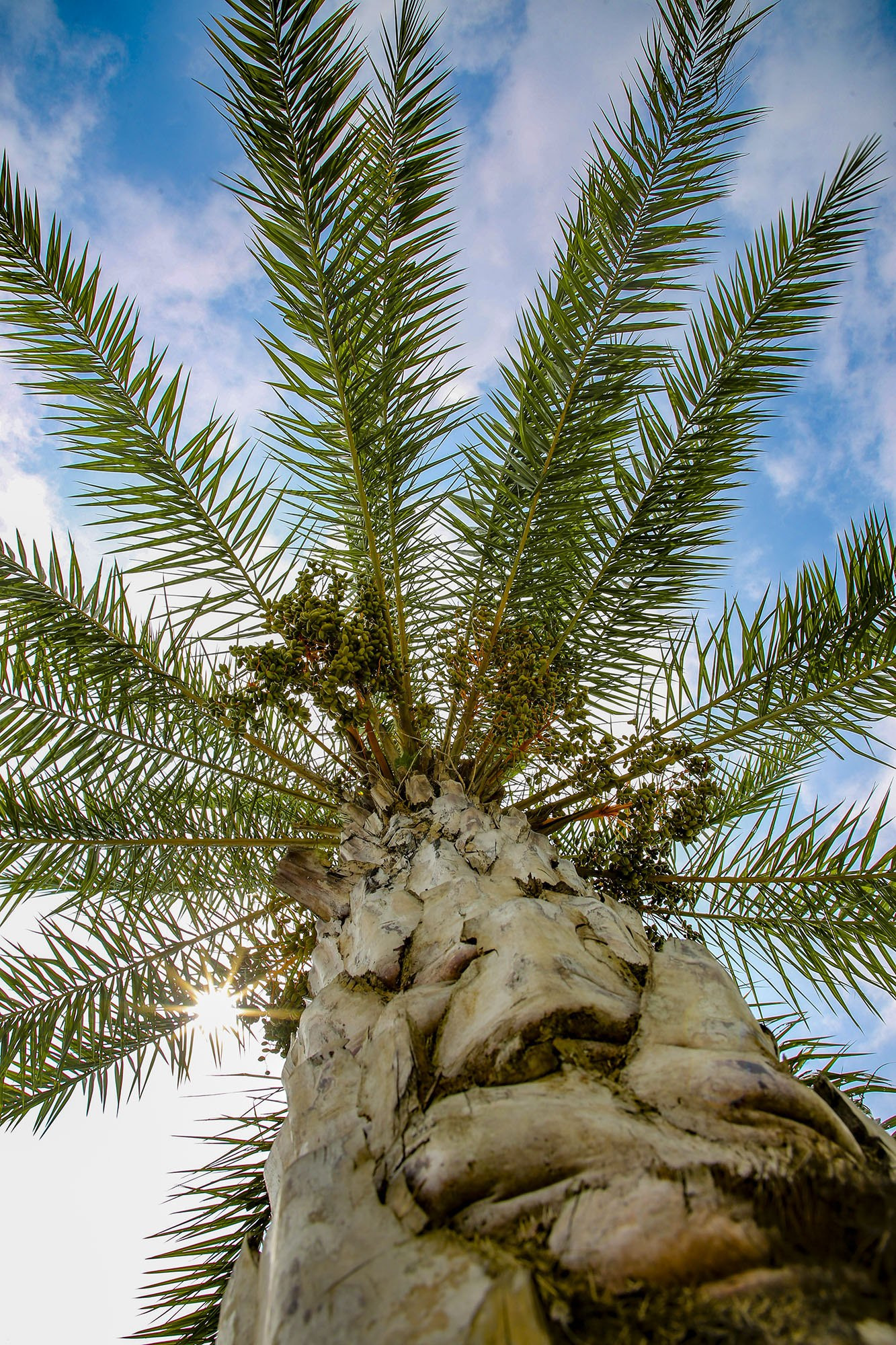 Palm trees are among adaptable plants, thus easy to be grown.