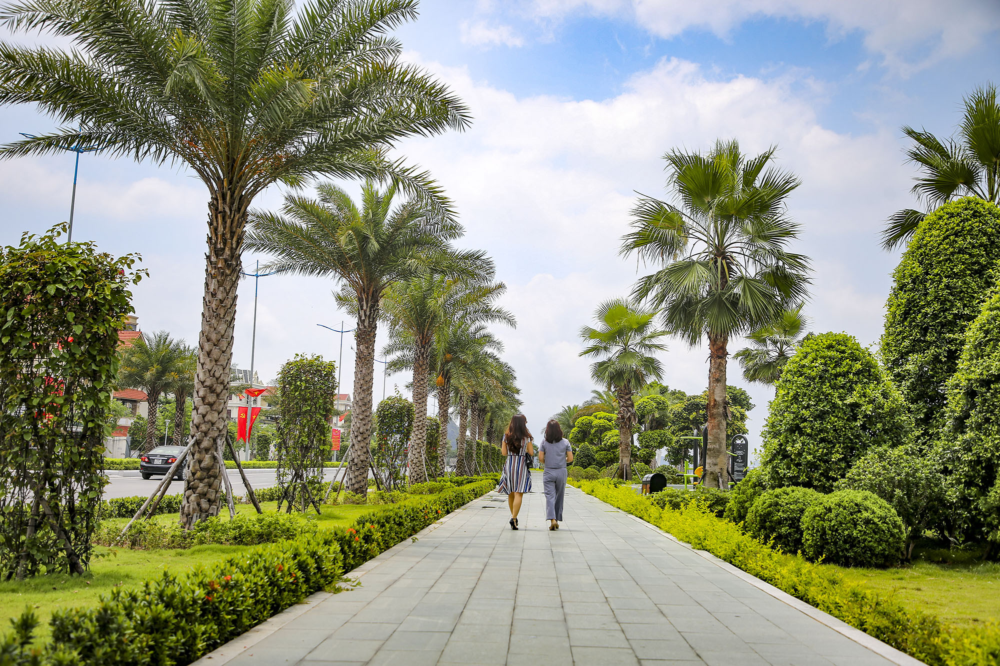 Locals find excited to see rows of palm trees bearing fruits.