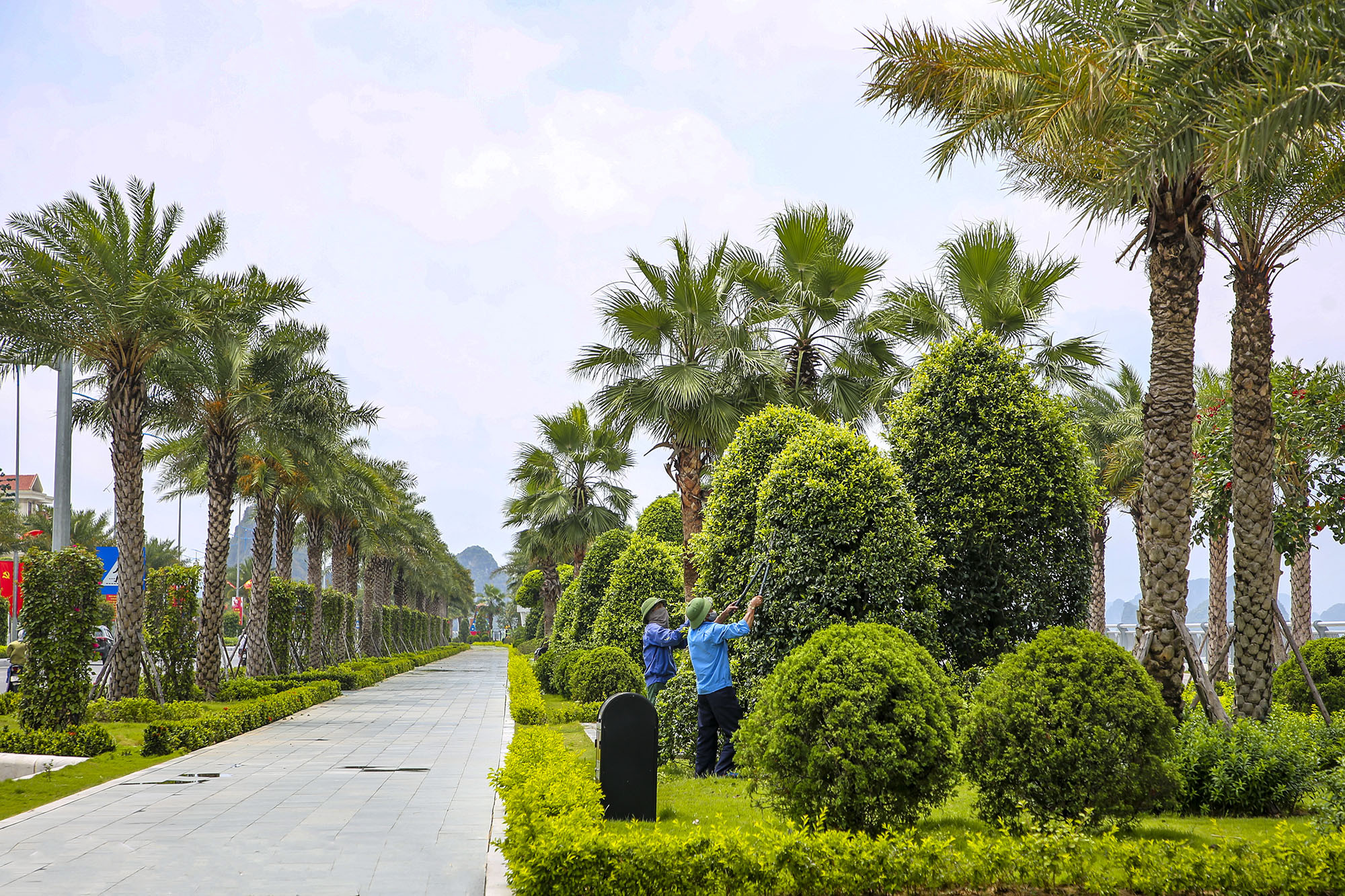 Apart from palm trees, other plants are carefully taken care of, contributing to the greenery views of the road.