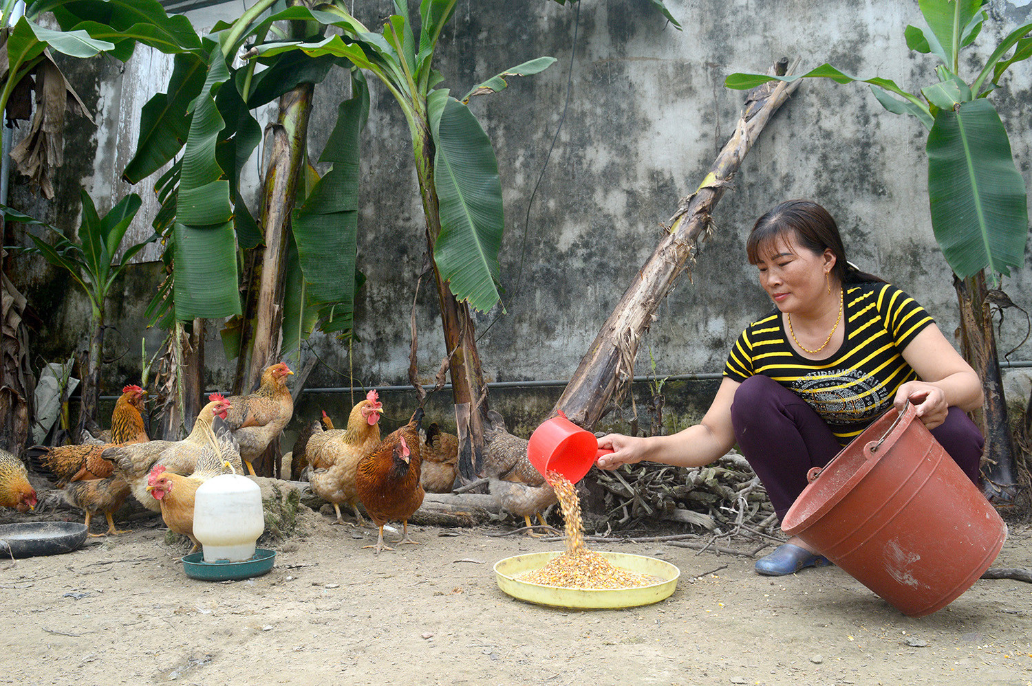 Người dân xã Quảng Tân, huyện Đầm Hà đảm bảo chế độ dinh dưỡng, tăng sức đề kháng cho gà.