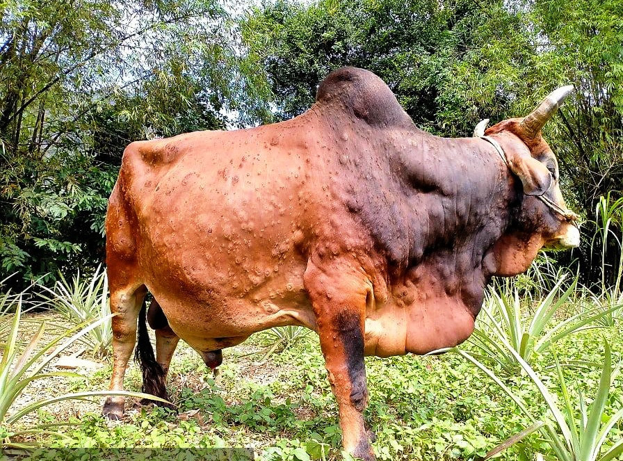 Tập trung triển khai quyết liệt, đồng bộ các giải pháp kiểm soát phòng, chống bệnh Viêm da nổi cục trên trâu, bò.