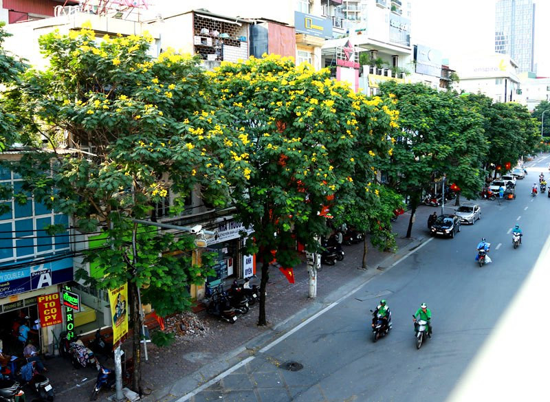 Những ngày hè, trên các tuyến phố Thủ đô Hà Nội lại ngập đầy sắc vàng của hoa điệp.