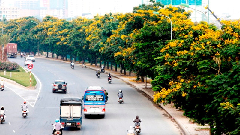 Những cánh hoa điệp vàng khoe sắc tô điểm cho Hà Nội trở nên lãng mạn hơn, dịu dàng hơn