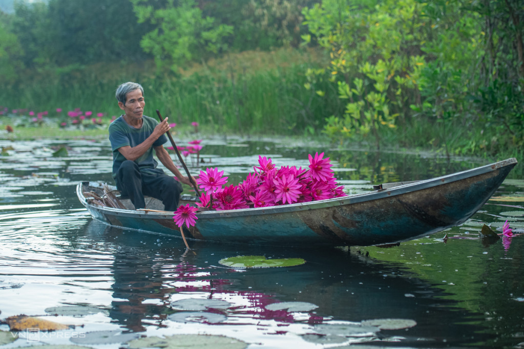 Ông Trương Chữ chèo đò hái hoa súng và thăm cá trắm cỏ nuôi dưới đầm.