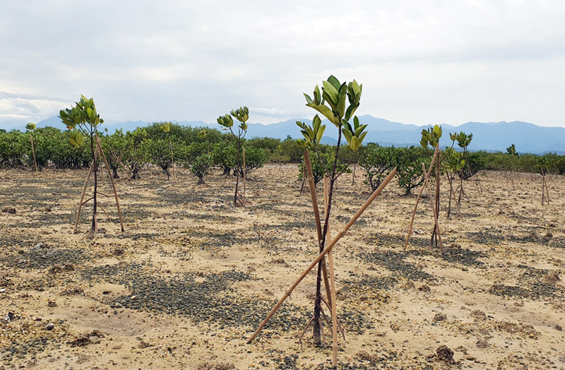 Nhằm ứng phó với biến đổi khí hậu, từ năm 2017, TP Móng Cái đã triển khai các dự án trồng rừng ngập mặn với diện tích hơn