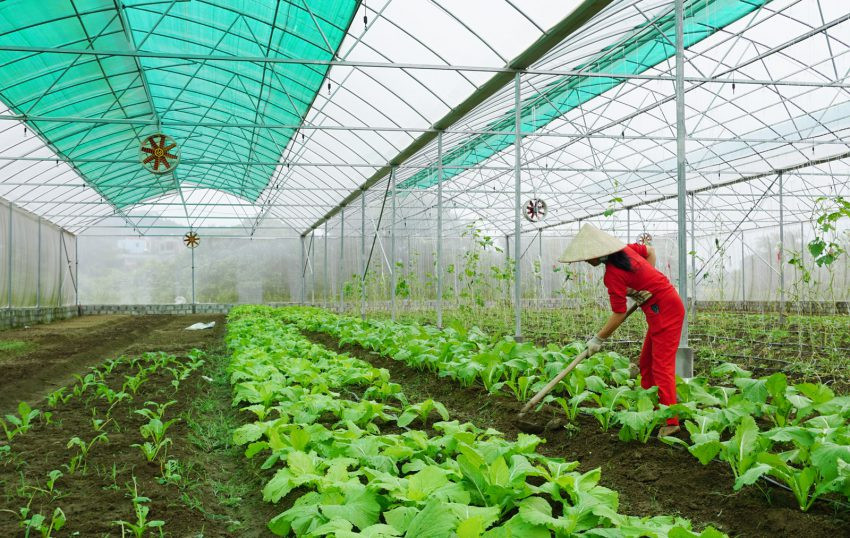 Mô hình trồng rau trong nhà lưới của HTX Tân Cường Phát (xã Lục Hồn, huyện Bình Liêu). Ảnh: Nguyễn Thanh