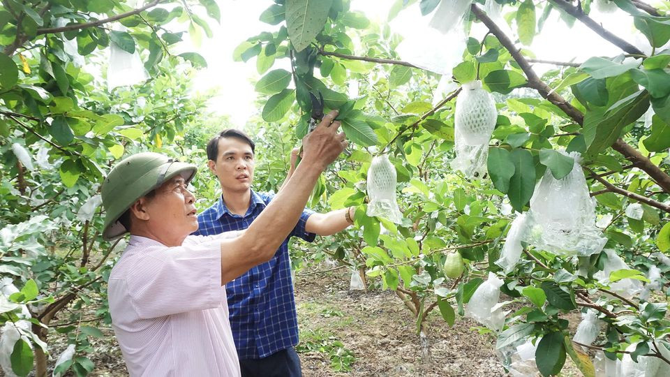 Mô hình trồng cây ổi tại TP Hạ Long cho thu nhập trung bình trên 300 triệu đồng/ha/năm.
