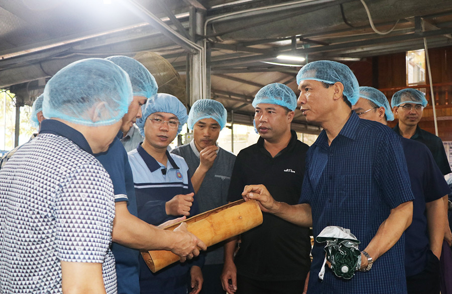 Các đại biểu TP Uông Bí học hỏi mô hình trồng quế tại huyện Văn Yên, tỉnh Yên Bái.