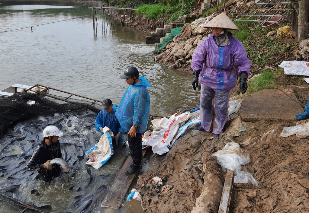 Mô hình nuôi cá nước ngọt cho hiệu quả kinh tế cao tại phường Trưng Vương, TP Uông Bí.