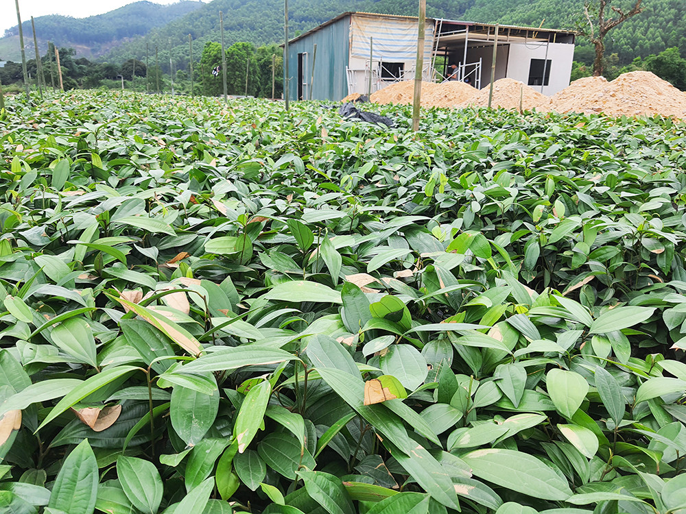 Công ty CP quế hữu cơ Yên Tử đã mang cây quế giống từ huyện Văn Yên (tỉnh Yên Bái) về nhân rộng trên địa bàn TP Uông Bí.
