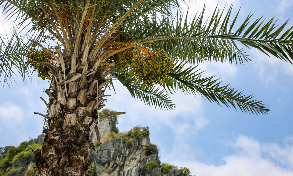 Beautiful Ha Long coastal ring road in palm fruit season
