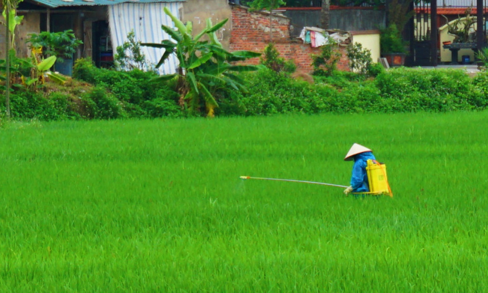 Phòng chống dịch bệnh cho cây trồng, vật nuôi mùa nóng