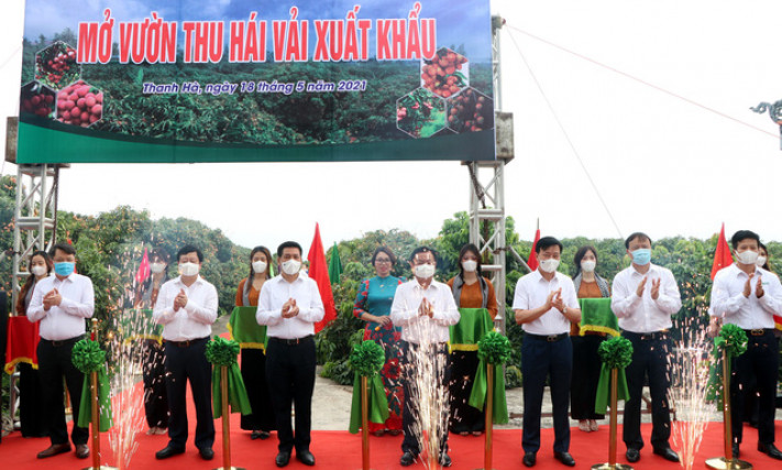 Hải Dương xuất khẩu hàng chục tấn vải thiều đầu tiên đi nước ngoài