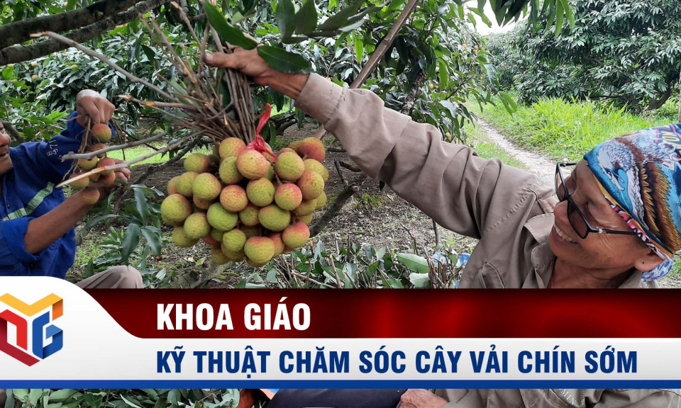 Kỹ thuật chăm sóc cây vải chín sớm thời kỳ kinh doanh