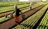 Xác nhận người trực tiếp sản xuất nông nghiệp cần điều kiện gì?