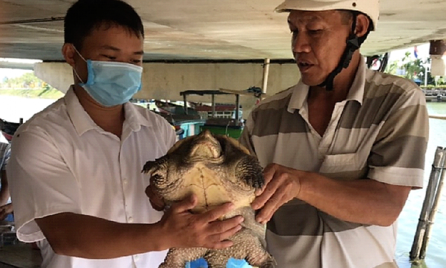 Rùa cá sấu quý hiếm được phát hiện ở Quy Nhơn